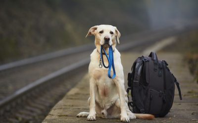 آیا حمل حیوانات خانگی با اتوبوس امکان پذیر است؟